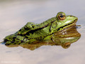 Wasserfrosch (Pelophylax spec.) - DE (HH)