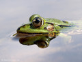 Wasserfrosch (Pelophylax spec.) - DE (HH)