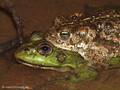 Wasserfrosch (Pelophylax spec.), umklammert von einem Kreuzkröten-Männchen, Fehlpaarung - DE (SH)