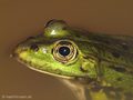 Wasserfrosch (Pelophylax spec.) - DE (SH)