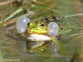 Wasserfrosch (Pelophylax spec.) - DE (MV)