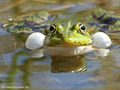 Wasserfrosch (Pelophylax spec.) - DE (MV)