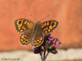 Mauerfuchs (Lasiommata megera) - DE (MV)