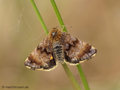 Hornkraut-Tageulchen (Panemeria tenebrata - Metoponiinae) - DE (MV)