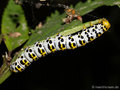 Braunwurz-Mönch (Cucullia scrophulariae), erwachsene Raupe - DE (HH)