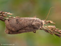 Hausmutter (Noctua pronuba - Noctiunae) - DE (SH)