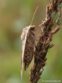 Hausmutter (Noctua pronuba - Noctiunae) - DE (SH)