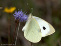 Großer Kohlweißling (Pieris brassicae), Weibchen - DE (SH)