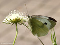 Großer Kohlweißling (Pieris brassicae), Weibchen - DE (HH)