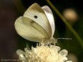 Großer Kohlweißling (Pieris brassicae), Weibchen - DE (HH)