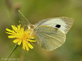 Großer Kohlweißling (Pieris brassicae), Weibchen - DE (MV)
