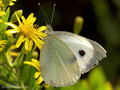 Großer Kohlweißling (Pieris brassicae), Weibchen - FR (Korsika, Balagne)