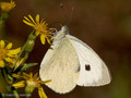 Großer Kohlweißling (Pieris brassicae), Weibchen - FR (Korsika, Balagne)