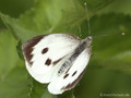 Großer Kohlweißling (Pieris brassicae), Weibchen - DE (HH)