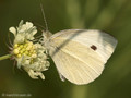 Großer Kohlweißling (Pieris brassicae) - DE (HH)
