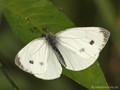 Großer Kohlweißling (Pieris brassicae) - DE (HH)