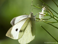 Großer Kohlweißling (Pieris brassicae), Weibchen - DE (HH)