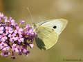 Großer Kohlweißling (Pieris brassicae) - DE (MV)