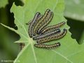 Großer Kohlweißling (Pieris brassicae), Raupen auf Kapuzinerkresse - DE (MV)