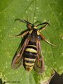 Hornissen-Glasflügler (Sesia apiformis) - DE (HH)