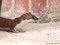 Hermelin (Mustela erminea), auch Großes Wiesel oder Kurzschwanzwiesel - DE (MV)