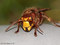  Hornisse (Vespa crabro) - DE (MV)