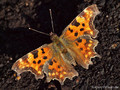 C-Falter (Polygonia c-album) - DE (SH)