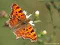 C-Falter (Polygonia c-album) - DE (NI)