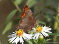 C-Falter (Polygonia c-album) - DE (NI)