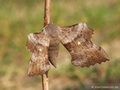 Pappelschwärmer (Laothoe populi) - DE (SH)