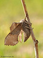 Pappelschwärmer (Laothoe populi) - DE (SH)
