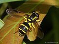 Späte Gelbrandschwebfliege (Xanthogramma pedissequum), Weibchen - DE (ST)