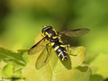 Späte Gelbrandschwebfliege (Xanthogramma pedissequum), Weibchen - DE (MV)