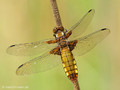 Plattbauch (Libellula depressa), Weibchen - DE (MV)