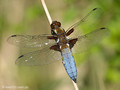 Plattbauch (Libellula depressa), Männchen - DE (MV)