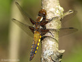 Plattbauch (Libellula depressa), unausgefärbtes Männchen - DE (HH)