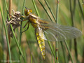 Plattbauch (Libellula depressa), Weibchen kurz nach dem Schlupf - DE (MV)