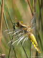 Plattbauch (Libellula depressa), Weibchen kurz nach dem Schlupf - DE (MV)