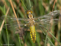 Plattbauch (Libellula depressa), Weibchen kurz nach dem Schlupf - DE (MV)