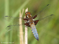 Plattbauch (Libellula depressa), Männchen - DE (MV)