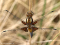 Plattbauch (Libellula depressa), unausgefärbtes Männchen - DE (MV)
