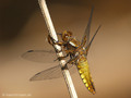 Plattbauch (Libellula depressa), Weibchen - DE (HH)