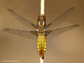 Plattbauch (Libellula depressa), Weibchen - DE (HH)