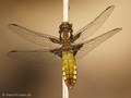 Plattbauch (Libellula depressa), Weibchen - DE (HH)
