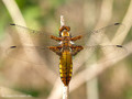 Plattbauch (Libellula depressa), Weibchen - DE (HH)