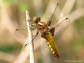 Plattbauch (Libellula depressa), Weibchen - DE (HH)