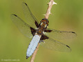 Plattbauch (Libellula depressa), Männchen - DE (MV)