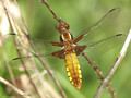 Plattbauch (Libellula depressa), Weibchen - DE (MV)