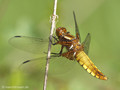 Plattbauch (Libellula depressa), Weibchen - DE (MV)