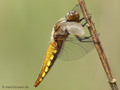Plattbauch (Libellula depressa), Weibchen - DE (MV)